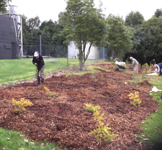 Screening the water treatment plant. Cambridge Tree Trust.